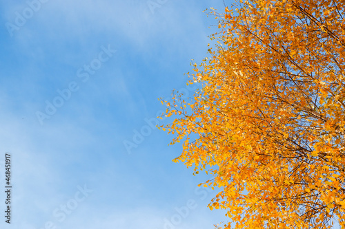 Colorful autumn background. Bright yellow birch foliage against the blue sky. Bright orange autumn tree crowns against blue sky.