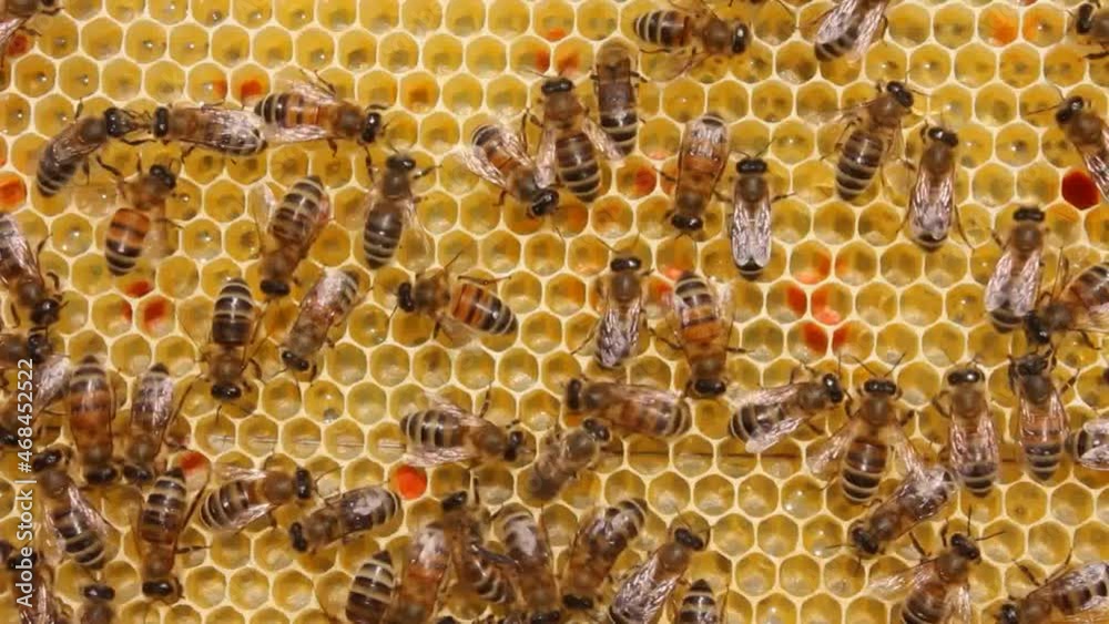 Active work of bees during honey collection.
Inside the hive, the bees create a honeycomb of wax and convert the nectar into honey.
Active work of bees during honey collection.
Inside the hive, the bees create a honeycomb of wax and convert the nectar into honey.
