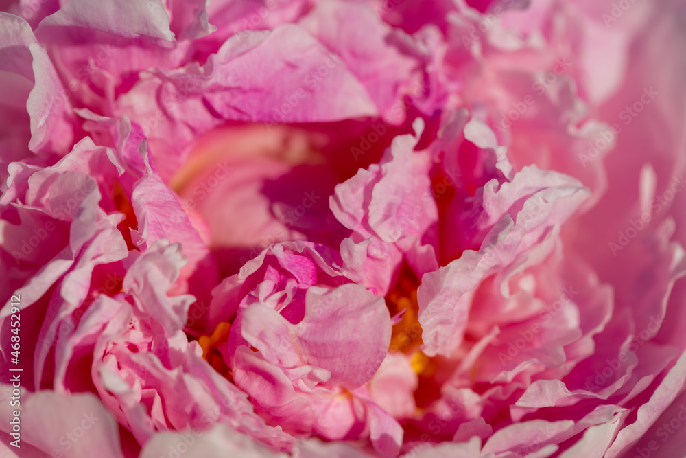 abstract peony flower texture nature background