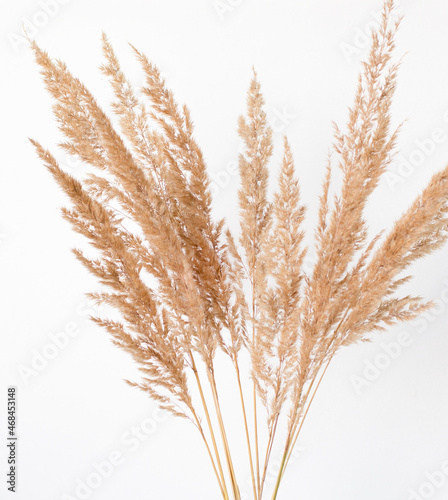 dry herb bouquet on white background.Golden reed grass.A natural, trendy concept for posters and minimalistic interiors © Scarlett forest
