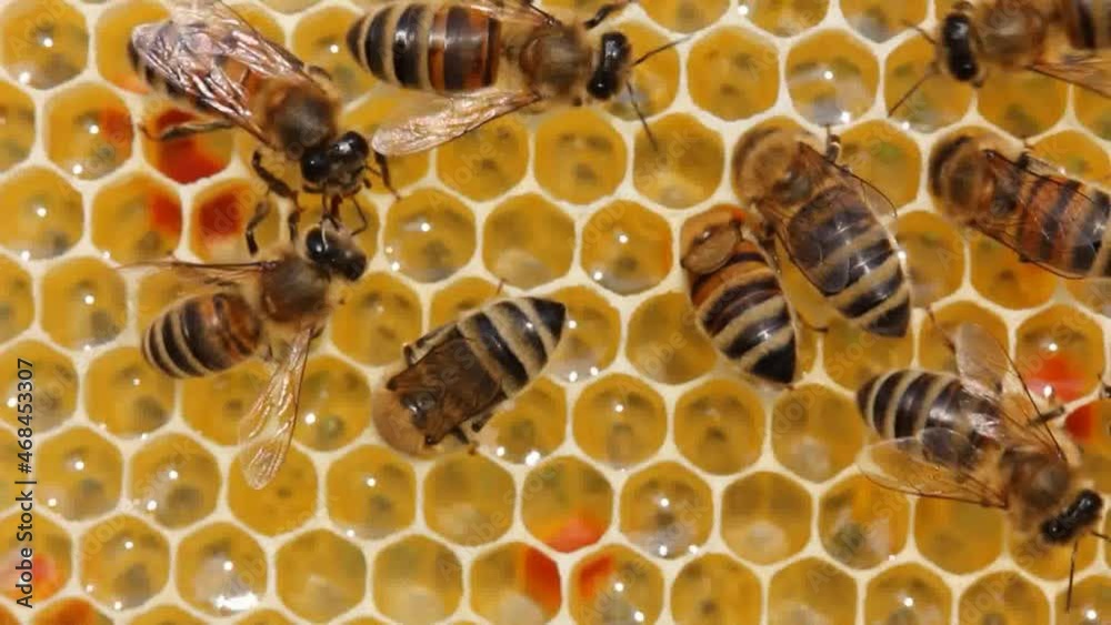 Active work of bees during honey collection.
Inside the hive, the bees create a honeycomb of wax and convert the nectar into honey.
Active work of bees during honey collection.
Inside the hive, the bees create a honeycomb of wax and convert the nectar into honey.