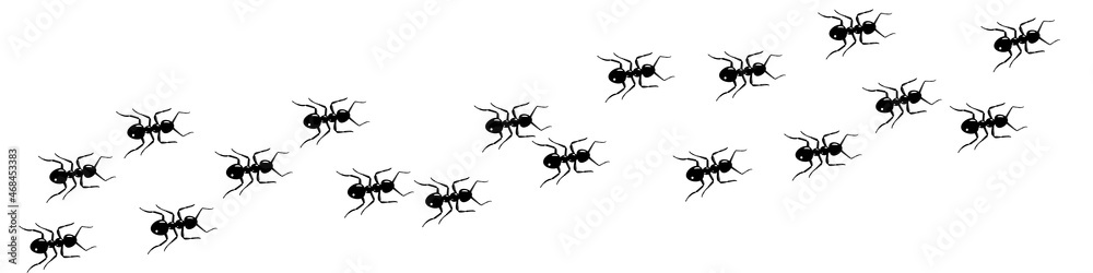 Ant trail A line of worker ants marching in search of food Vector