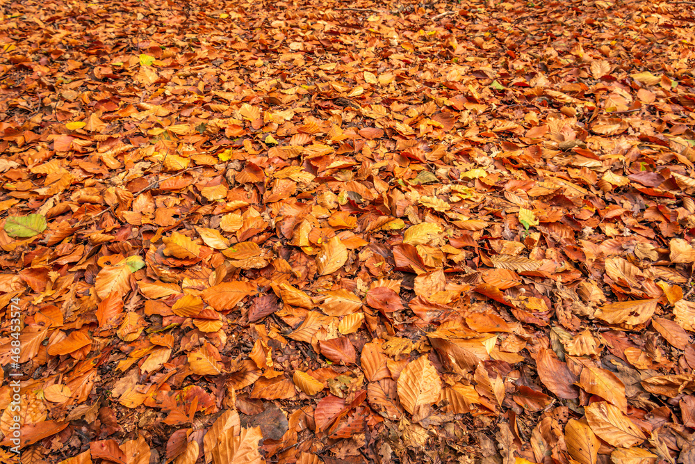 Closeup of brown, orange and yellow colored tree leaves fallen on the bottom of the forest. The photo was taken early in the morning of a sunny day in the Dutch fall season.
