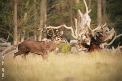 Red deer stag running at meadow