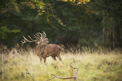 Red deer stag roaring at meadow
