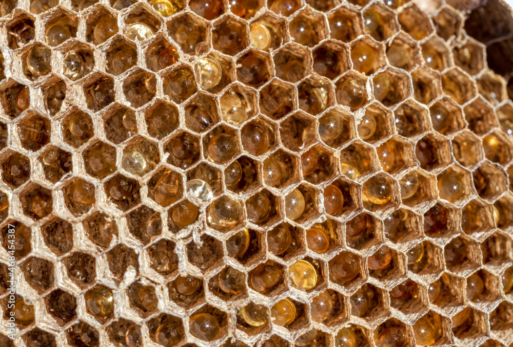 Honeycomb texture with honey drops inside the alveoli. Wild bees Honeycomb texture with honey drops inside the alveoli. Wild bees