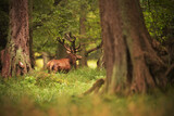 Red deer stag walking in a forest