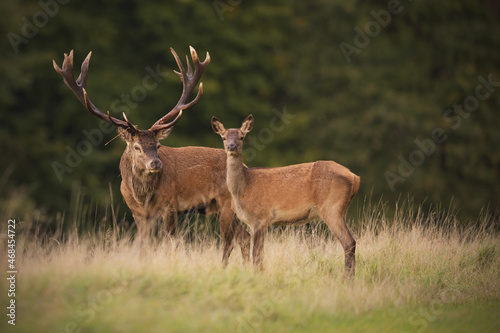 Fotografia, Obraz Red deer couple stag and his hind at meadow
