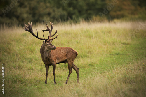 Red deer staying at meadow