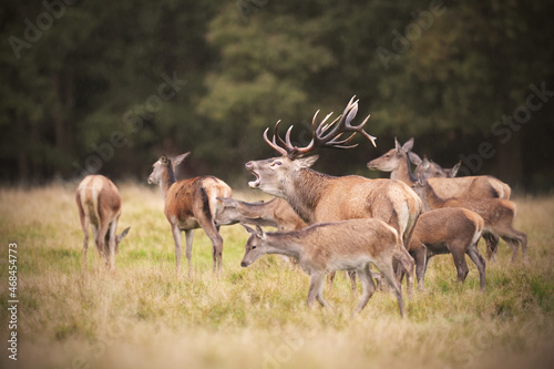 Red deer stag roaring in his harem of hinds photo