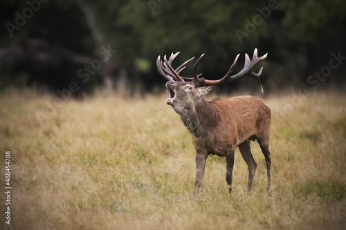 Red deer stag roaring at meadow © PetrDolejsek