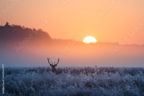 Winter morning with deer