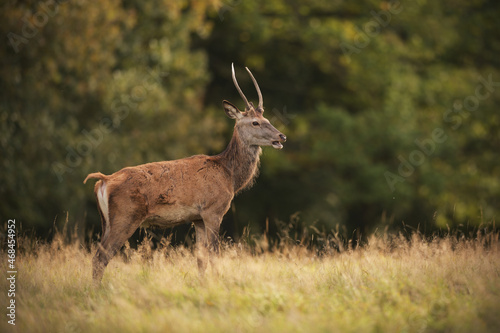 Fototapeta Naklejka Na Ścianę i Meble -  Young red deer stag staying at meadow
