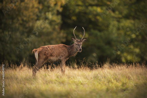 Young red deer stag staying at meadow