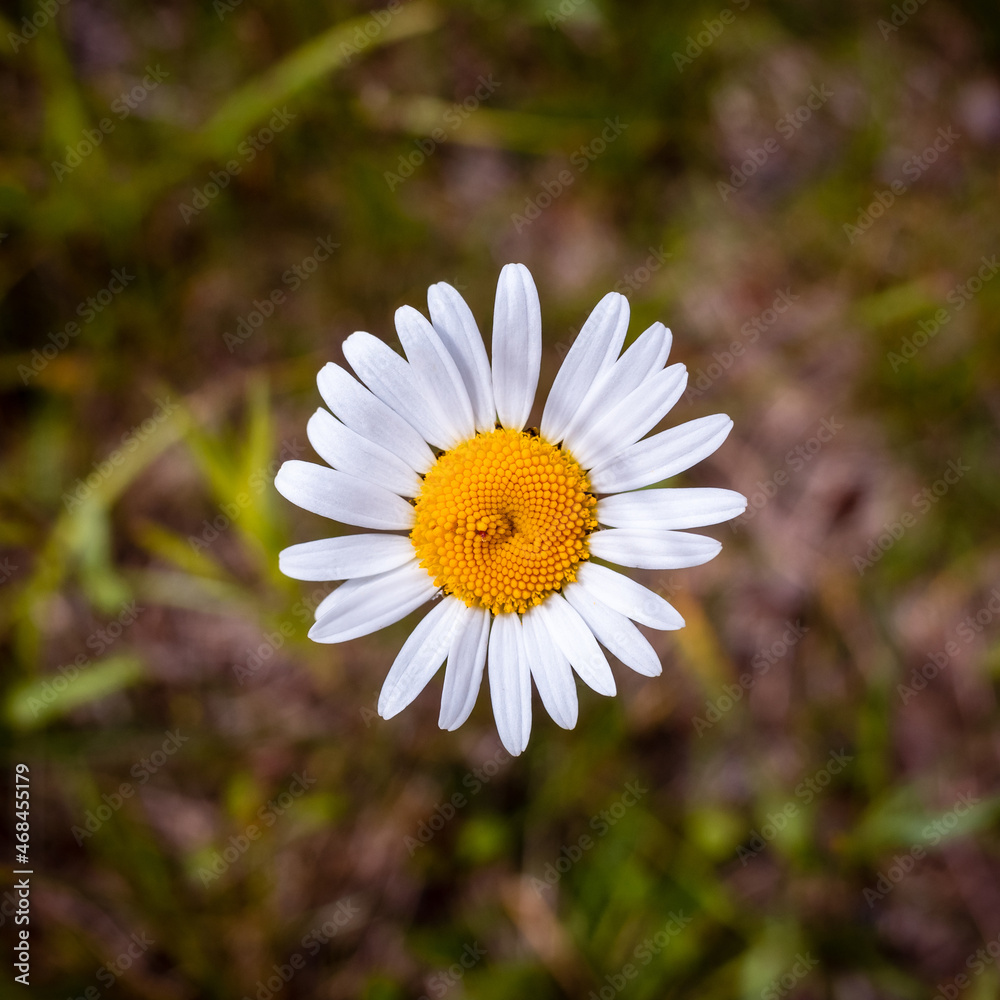 Fototapeta premium Bright chamomile in warm summer.
