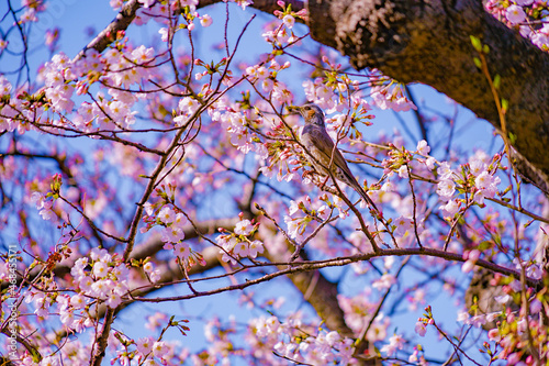 ヒヨドリと桜と青空