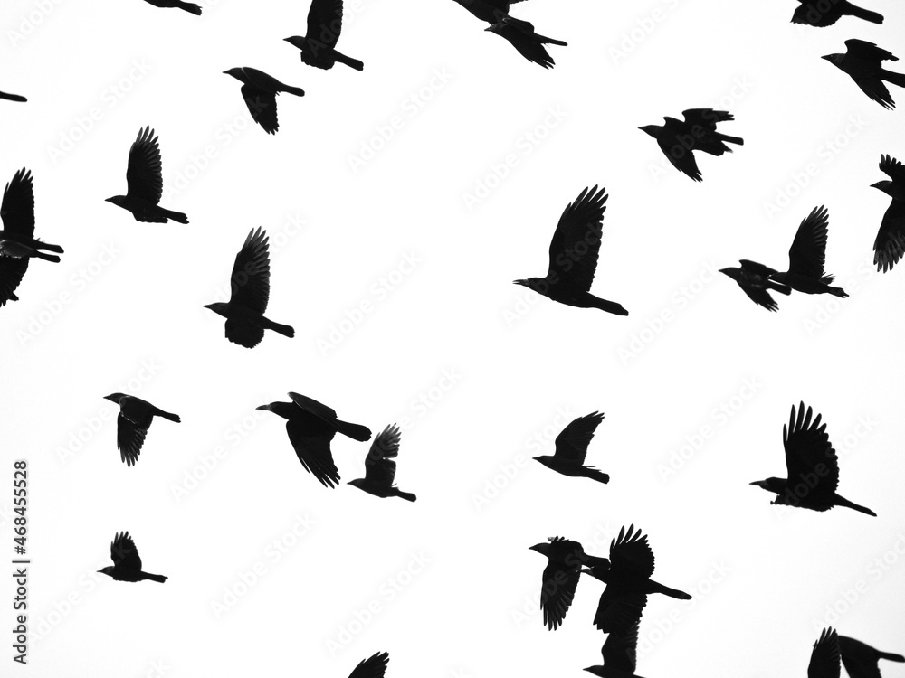 Obraz premium black silhouettes of flying birds