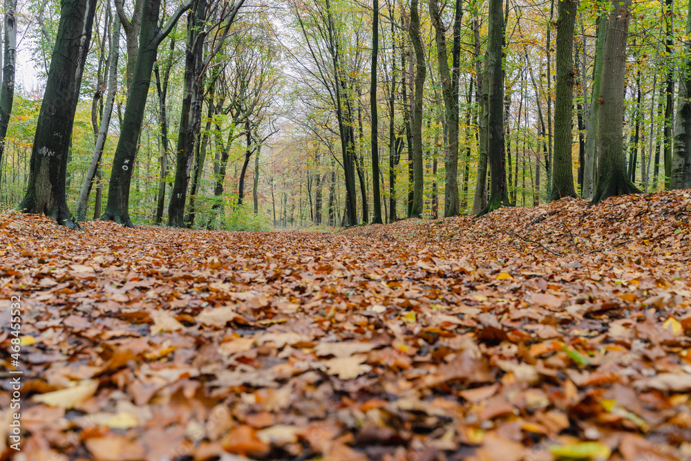A walk through the Duisburg city forest in autumn A walk through the Duisburg city forest in autumn