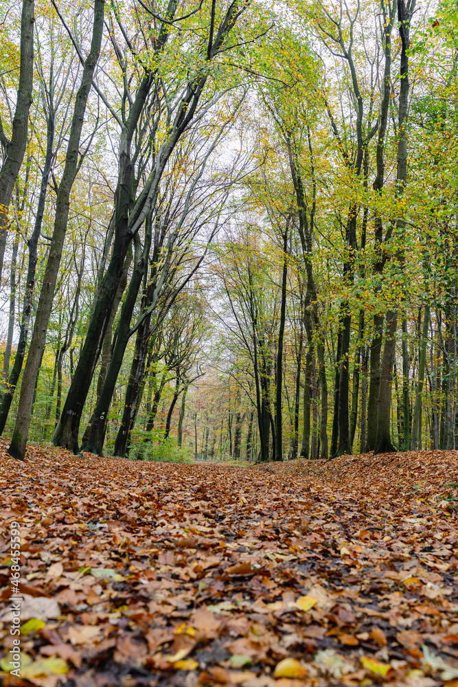 A walk through the Duisburg city forest in autumn A walk through the Duisburg city forest in autumn