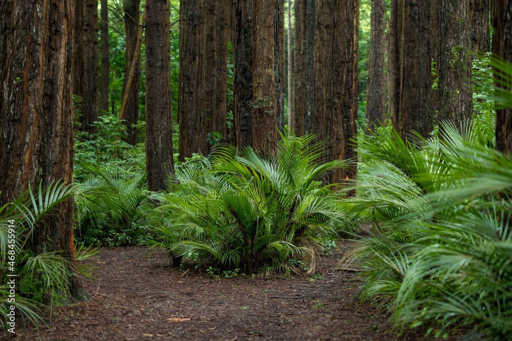 Whakarewarewa Redwood Forest, Rotorua, New Zealand Whakarewarewa Redwood Forest, Rotorua, New Zealand