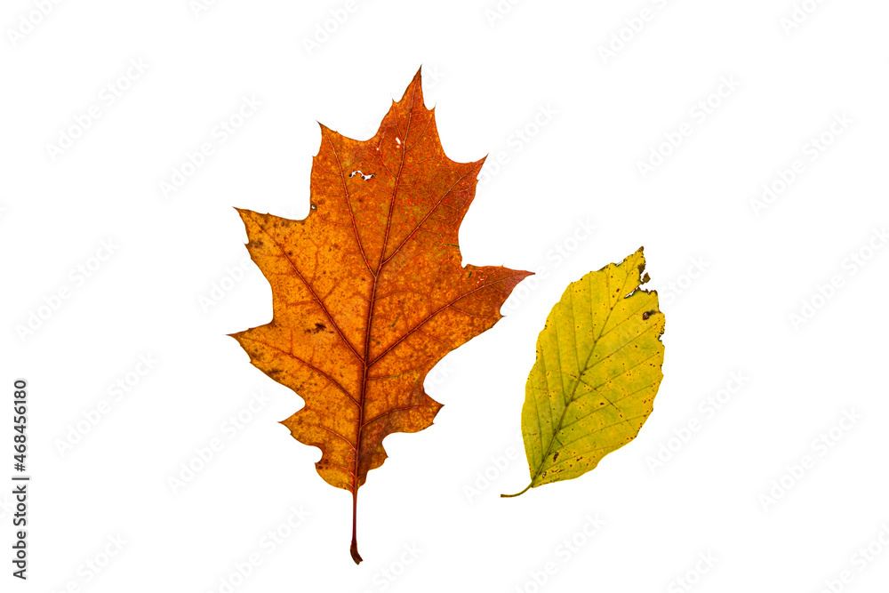 Mix of color autumn leaf on white background