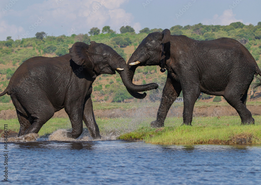 Fototapeta premium elephants playing in the water
