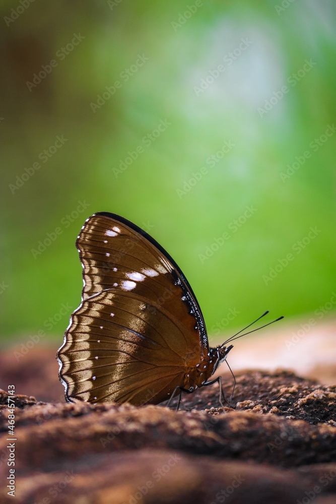 butterfly on a leaf butterfly on a leaf