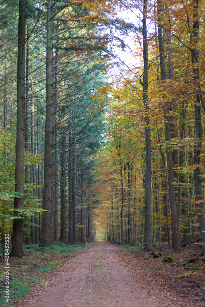 Fototapeta premium Wald