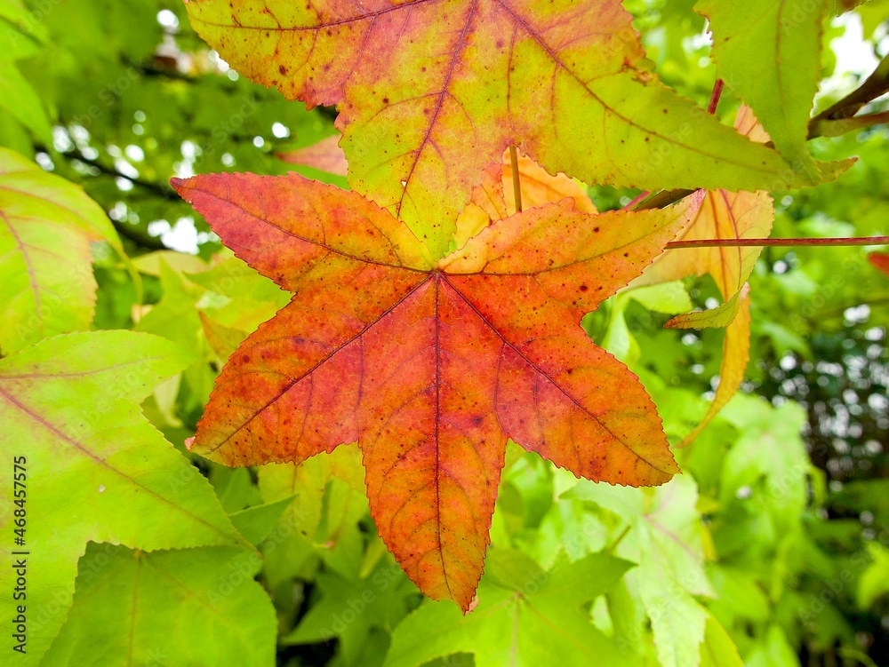 bright red leaf on a tree in the autumn bright red leaf on a tree in the autumn
