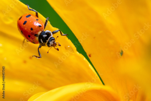 Ladybug on a yellow flower. Very sharp and detailed