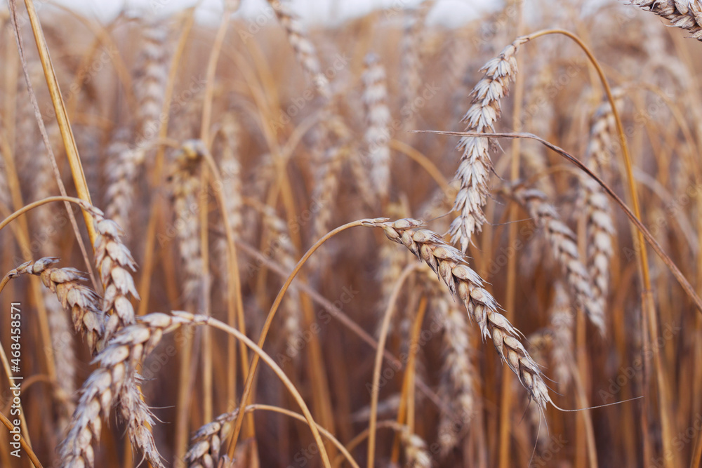 Fototapeta premium golden wheat field in summer
