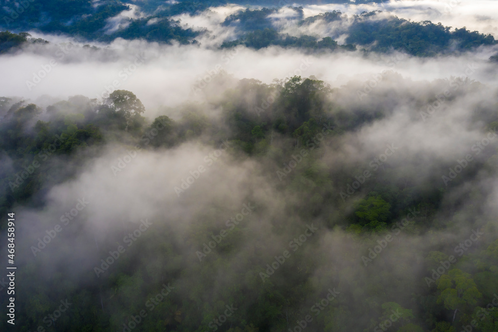 Aerial view of the Amazon forest covered in fog: a tropical forest canopy barely visible in the early morning fog