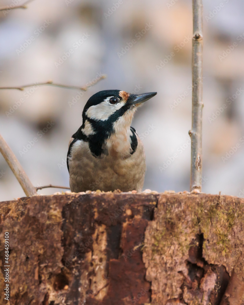 Naklejka premium 08.11.2021, GER, Bayern, Passau: Buntspecht an einem toten Baumstumpf im Garten.