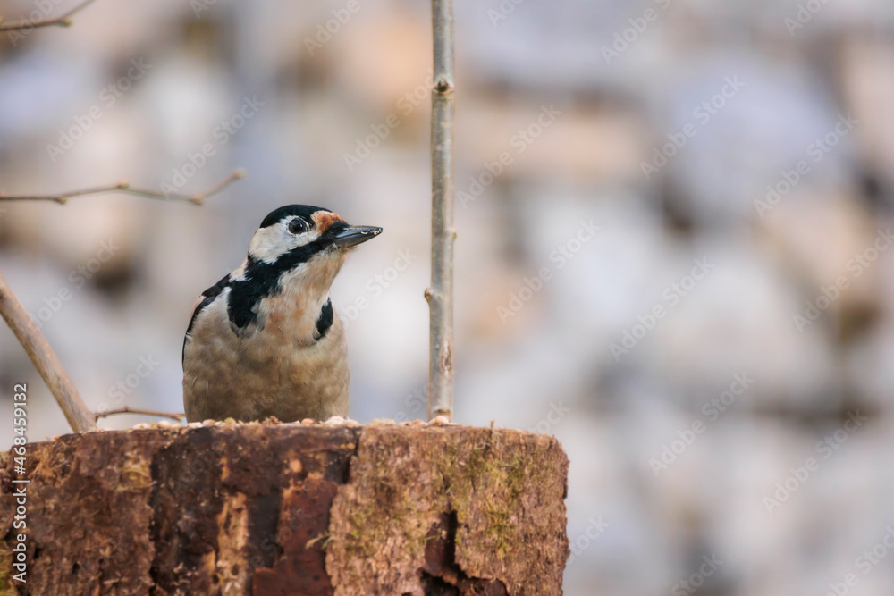 Naklejka premium 08.11.2021, GER, Bayern, Passau: Buntspecht an einem toten Baumstumpf im Garten.