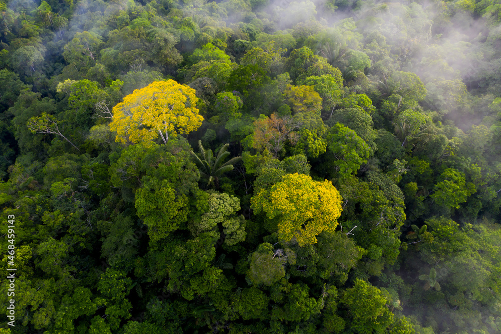 Naklejka premium Aerial top view of a tropical forest canopy: the Amazon forest seen from above with flowering trees containing yellow flowers