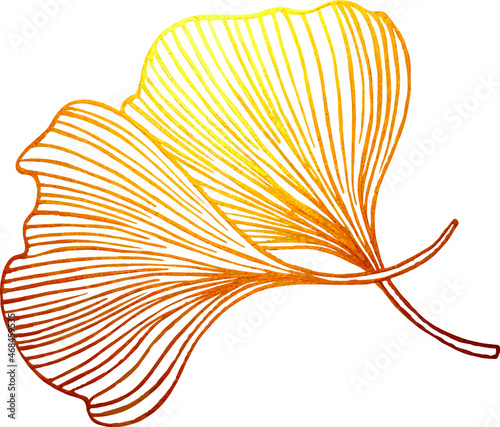Ginkgo biloba leaves Leaf Sketch Images, sketch isolated on white