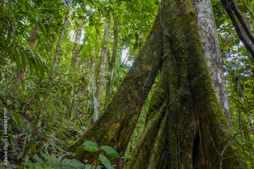 A tropical tree with large roots typical for trees in rainforest A tropical tree with large roots typical for trees in rainforest