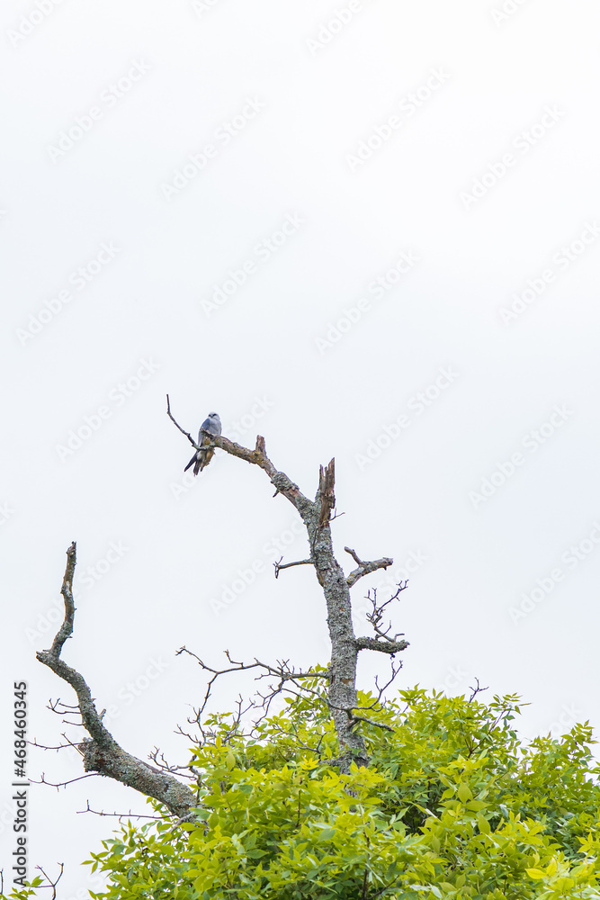 Mississippi Kite perched on tree limb Mississippi Kite perched on tree limb