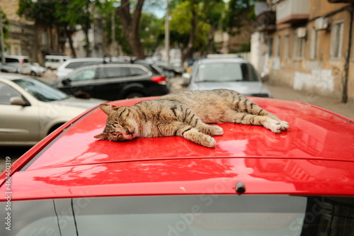 Photography Tabby cat lies and sleeps on a red car