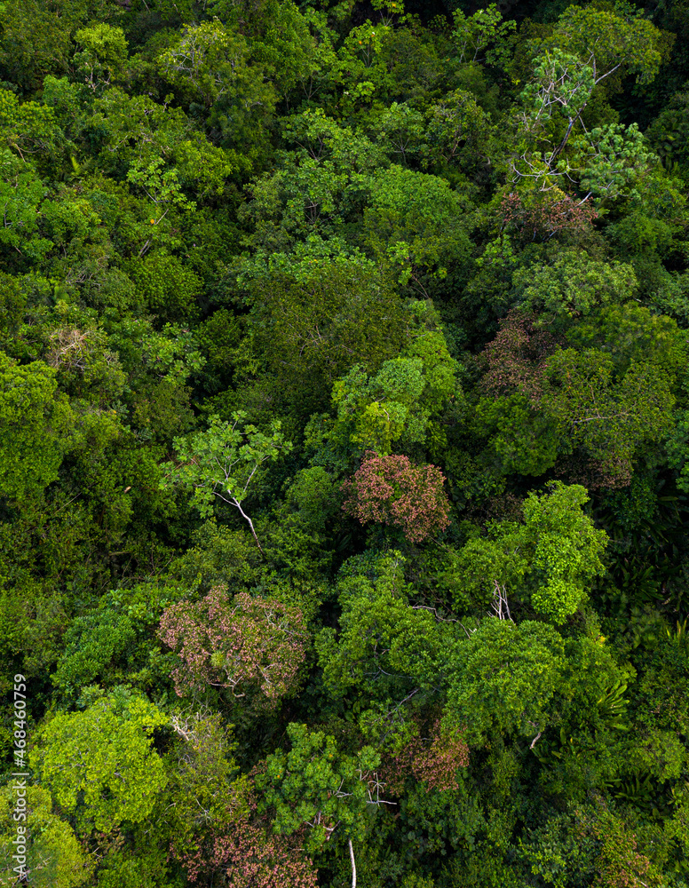 Tree canopy of a tropical forest seen from above: the tree crowns of a rainforest have different sized leaves with different colors of green and red