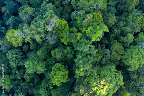 Green tree canopy seen from above with some tree species losing their leaves while others are bright green