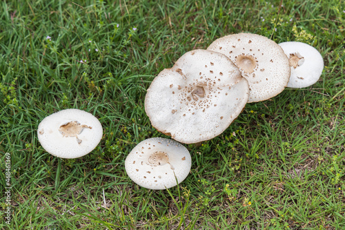 Wild brown mushroom growing in the grass, close-up