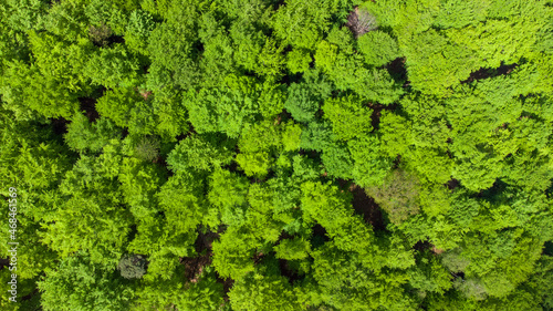forest - from above © Sven
