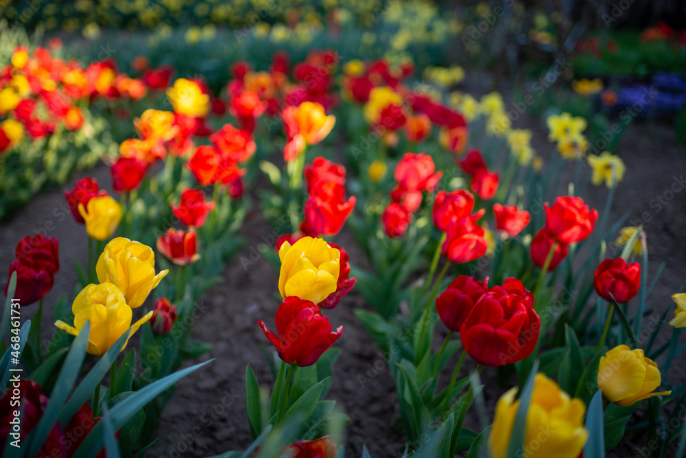 field of tulips