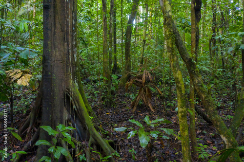 Interior of a tropical forest showing beautiful tree trunks, leaves and lianas: rainforest harbouring a rich diversity of tree species