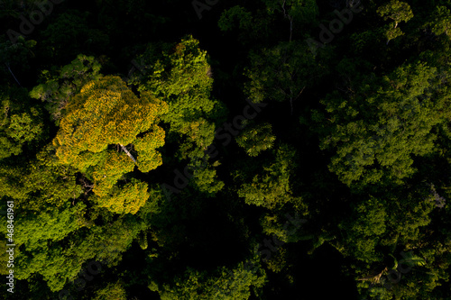Aerial top view of a flowering tree with yellow flowers growing in a tropical forest: the amazon rainforest seen from above