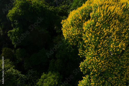 Fototapeta Naklejka Na Ścianę i Meble -  Aerial view of a tree with bright yellow flowers in the tree canopy of a tropical forest