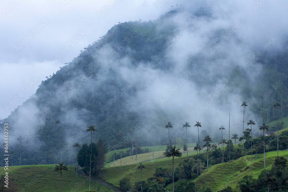 Cocora Valley Cocora Valley