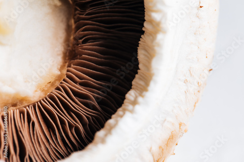 Close up of mushroom on a white background