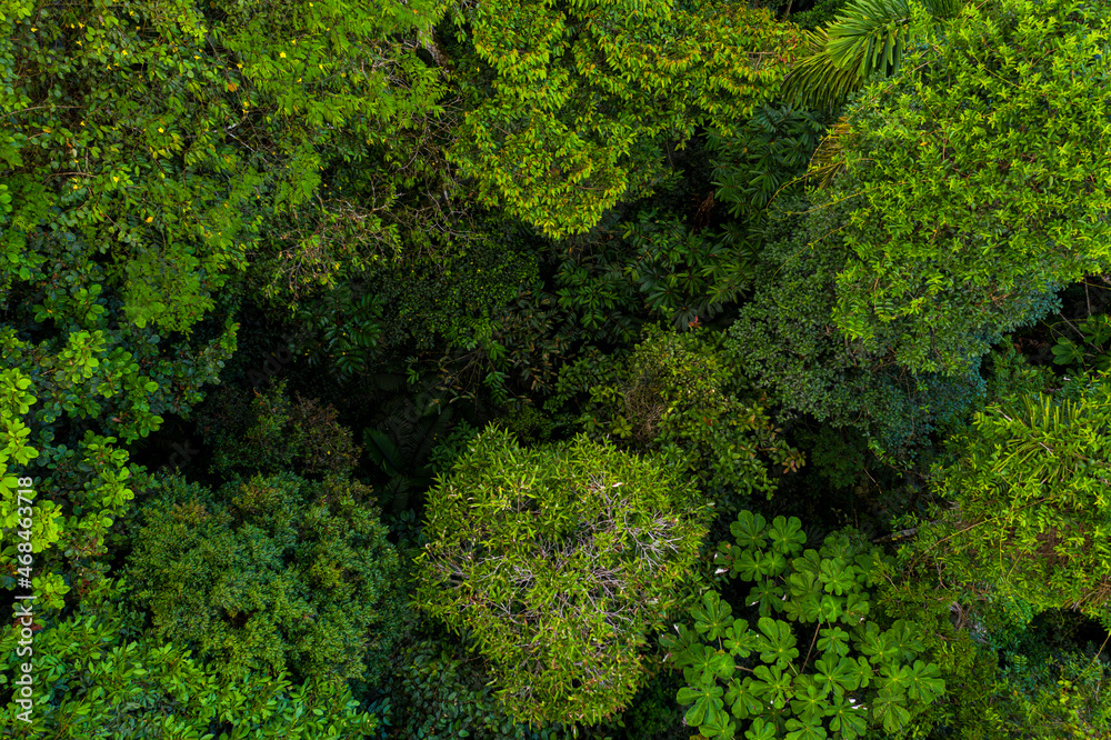 Close up of a tropical forest canopy: different layers of leaves are covering the forest floor